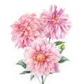 Bouquet of dahlia flowers, isolated white background, watercolor botanical painting Royalty Free Stock Photo