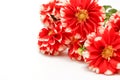 Bouquet dahlia isolated on a white background