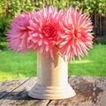 Bouquet of dahlias in a vase on a garden table Royalty Free Stock Photo