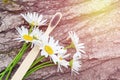 Bouquet of daisies and bamboo wooden toothbrush as concept of eco friendly zero waste dental health and healthy gums and teeth. Na Royalty Free Stock Photo