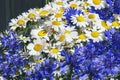 Bouquet of daisies and cornflowers background. Beautiful blue and white wildflowers in sunlight Royalty Free Stock Photo