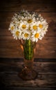 Bouquet of daisies on dark background, white chamomiles Royalty Free Stock Photo