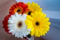 Bouquet of daisies in different colors of red, white and yellow