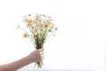 Bouquet of daisies in hand Royalty Free Stock Photo