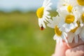 Bouquet of daisies held by a child