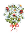 Bouquet of daisies with ladybugs watercolor Royalty Free Stock Photo