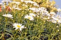 A bouquet of daisies in the light of the setting sun.