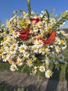 A bouquet of daisies, poppies and ears of wheat on a blue sky background