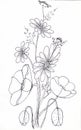 Bouquet of daisies and poppies. Flowers sketch. Poppy bud, flower, leaf, chamomile plant. Summer flowers coloring book. The