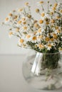 Beautiful wild chamomile in a glass vase on the white background.