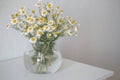 Beautiful wild chamomile in a glass vase on the white background.