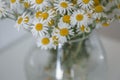 Bouquet of daisies in a vase. Beautiful wild chamomile in a glass vase on the white background.