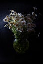 Bouquet of daisies in a vase on a black background. Field camomile. Beautiful card. Summer flowers. White flower. Place for text. Royalty Free Stock Photo