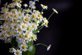 Bouquet of daisies in a vase on a black background. Field camomile. Beautiful card. Summer flowers. White flower. Place for text Royalty Free Stock Photo