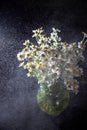 Bouquet of daisies in a vase on a black background. Field camomile. Beautiful card. Summer flowers. White flower. Place for text. Royalty Free Stock Photo