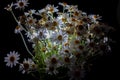 Bouquet of daisies in a vase on a black background. Field camomile. Beautiful card. Summer flowers. White flower. Place for text Royalty Free Stock Photo