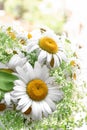 A bouquet of daisies in a vase on the windowsill close-up. Spring white and yellow chamomile flowers on the window on a sunny day. Royalty Free Stock Photo