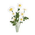 Bouquet of daisies vector illustration. Royalty Free Stock Photo