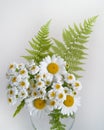 Bouquet of daisies on a white background Royalty Free Stock Photo