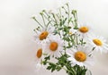 Bouquet of daisies on a white background Royalty Free Stock Photo