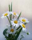 Bouquet of daisies on a white background Royalty Free Stock Photo