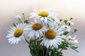 Bouquet of daisies on a white background Royalty Free Stock Photo