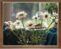 Bouquet of daisies in the wooden frame of window Royalty Free Stock Photo