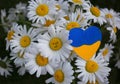 Bouquet of daisies and yellow-blue heart. Patriotic gift, gratitude from Ukraine