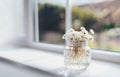 Bouquet of daisy chamomile in glass pot with morning light shining from window.Cute tiny English white flowers blooming in jar