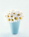 Bouquet of daisy flowers Royalty Free Stock Photo