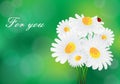 Bouquet of daisy flowers with copyspace for a text. Greeting card Royalty Free Stock Photo