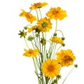 Bouquet of the daisy flowers, easter colors, isolated Royalty Free Stock Photo