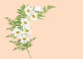 Bouquet of daisy flowers with fern leaves drawing