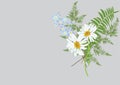 Bouquet of daisy flowers with fern leaves isolated drawing