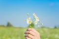 bouquet of Daisy flowers in hand of girl on background of blue sky Royalty Free Stock Photo