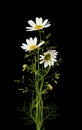 Bouquet of daisy flowers