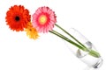 Bouquet from daisy-gerbera in glass vase Royalty Free Stock Photo