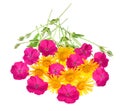 Bouquet daisy and gypsophila isolated on a white background