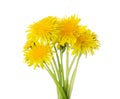 Bouquet of Dandelion flowers isolated on a white background. Selective focus Royalty Free Stock Photo