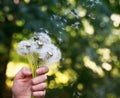 A bouquet of dandelion spring flowers with white fluffy seeds ho