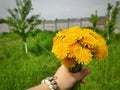 Bouquet of dandelions against the background of the garden