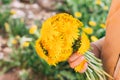 Bouquet of dandelions in children`s hands. hands holding a dandelion flowers bouquet in meadow. Selective focus. Royalty Free Stock Photo