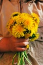 Bouquet of dandelions in children`s hands. hands holding a dandelion flowers bouquet in meadow. Selective focus. Royalty Free Stock Photo