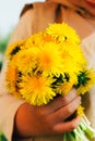 Bouquet of dandelions in children`s hands. hands holding a dandelion flowers bouquet in meadow. Selective focus. Royalty Free Stock Photo