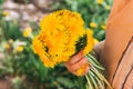 Bouquet of dandelions in children`s hands. hands holding a dandelion flowers bouquet in meadow. Selective focus. Royalty Free Stock Photo