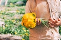 Bouquet of dandelions in children`s hands. hands holding a dandelion flowers bouquet in meadow. Selective focus. Royalty Free Stock Photo