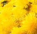 Bouquet of dandelions close up view. many yellow field dandelions close-up. photo wallpaper Royalty Free Stock Photo