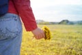Bouquet of dandelions in a girl`s hand on a background of yellow spring field Royalty Free Stock Photo