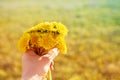 Bouquet of dandelions in a girl`s hand on a background of yellow spring field Royalty Free Stock Photo