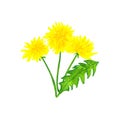 Bouquet of dandelions. Hand drawn watercolor illustration. Isolated on white background